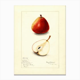 Pears 9 Canvas Print