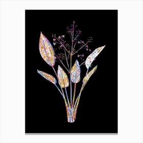 Stained Glass European Water Plantain Mosaic Botanical Illustration on Black n.0243 Canvas Print
