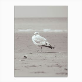 Seagull On The Beach Canvas Print