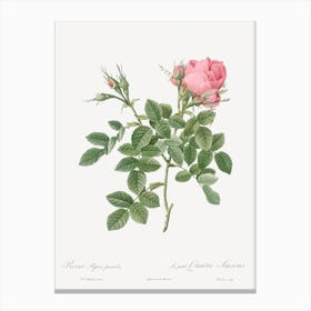 Dwarf Four Seasons Rose, Pierre Joseph Redoute Canvas Print