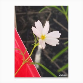 White Cosmos Flower Canvas Print