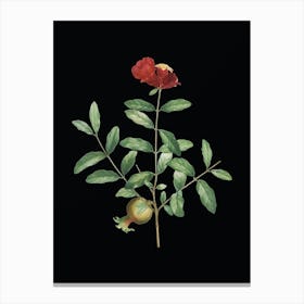 Vintage Pomegranate Branch Botanical Illustration on Solid Black n.0091 Canvas Print