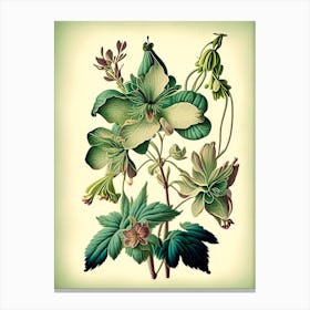 Columbine 2 Floral Botanical Vintage Poster Flower Canvas Print