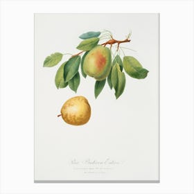 Pear (Pyrus Butyra) From Pomona Italiana (1817 1839), Giorgio Gallesio Canvas Print