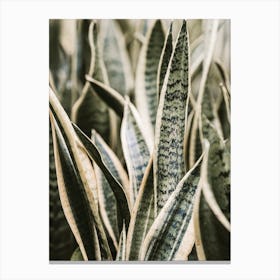 Snake Plant Canvas Print