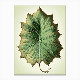 Sycamore Leaf Vintage Botanical Canvas Print