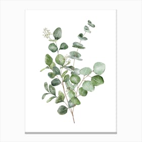 Eucalyptus Leaf Watercolour Print Canvas Print
