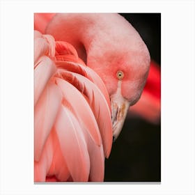 Pink Flamingo Close Up Photo Canvas Print