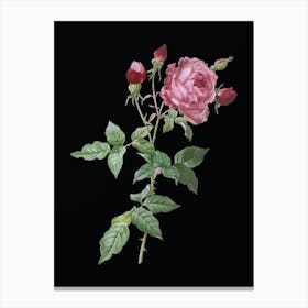 Vintage Provence Rose Botanical Illustration on Solid Black n.0167 Canvas Print