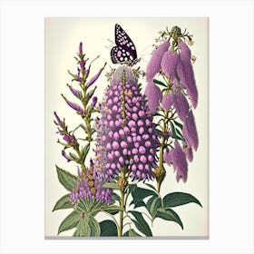 Butterfly Bush Wildflower Vintage Botanical Canvas Print