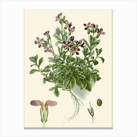 Saxifraga Canvas Print