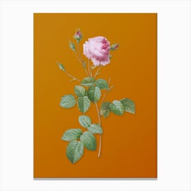 Vintage Provence Rose Botanical on Sunset Orange n.0116 Canvas Print