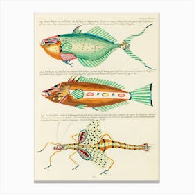 Colourful And Surreal Illustrations Of Fishes Found In Moluccas (Indonesia) And The East Indies, Louis Renard(31) Canvas Print