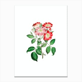 Vintage Rose Clare Flower Botanical Illustration on Pure White n.0813 Canvas Print