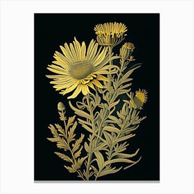 Golden Aster Wildflower Vintage Botanical 1 Canvas Print