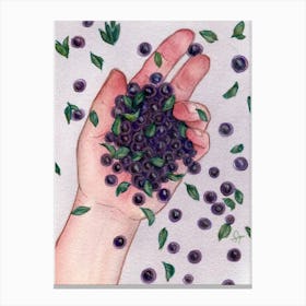 Blueberries In Hand Canvas Print