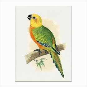 Parrot On A Branch 7 Canvas Print