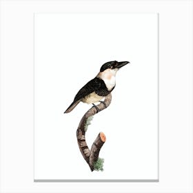 Vintage Black Billed Tamatia Bird Illustration on Pure White Canvas Print