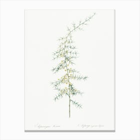 Asparagus Horridus Illustration From Les Liliacées (1805), Pierre Joseph Redoute Canvas Print