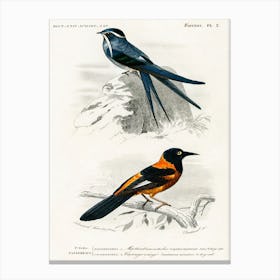 Different Types Of Birds, Charles Dessalines D'Orbigny 24 Canvas Print