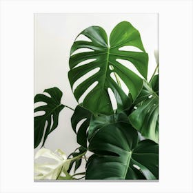 Monstera Plant 1 Canvas Print