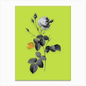 Vintage Provence Rose Black and White Gold Leaf Floral Art on Chartreuse n.0229 Canvas Print