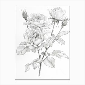 Roses Sketch 15 Canvas Print