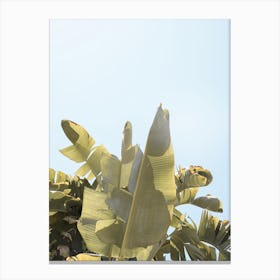 Tropical Banana Leaves Canvas Print