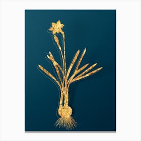 Vintage Narcissus Gouani Botanical in Gold on Teal Blue n.0222 Canvas Print