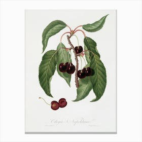 Hard Fleshed Cherry (Cerasus Duracina) From Pomona Italiana (1817 - 1839), Giorgio Gallesio Canvas Print