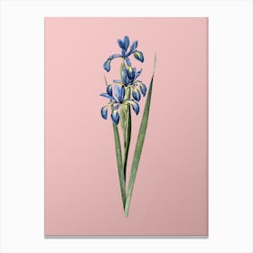 Vintage Blue Iris Botanical on Soft Pink Canvas Print