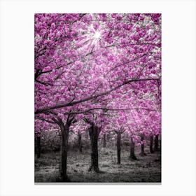 Cherry Blossoms In Sunlight Canvas Print
