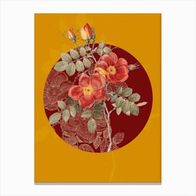 Vintage Botanical Austrian Briar Rose on Circle Red on Yellow n.0157 Canvas Print