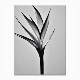 Bird Of Paradise B&W Pencil 2 Flower Canvas Print