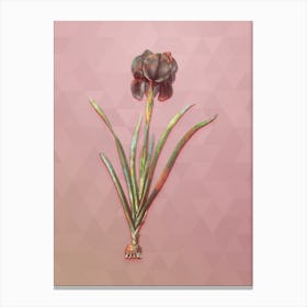 Vintage Mourning Iris Botanical Art on Crystal Rose n.0598 Canvas Print