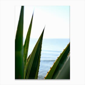 Agave and the Sea // Ibiza Nature & Travel Photography Canvas Print