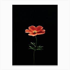 Single Red Poppy 1 Canvas Print