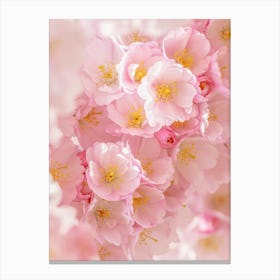 Pink Flowers Cherry Blossoms Canvas Print