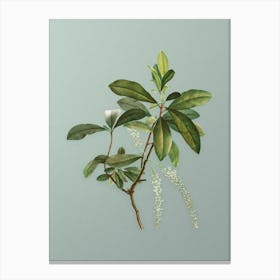 Vintage Swamp Titi Leaves Botanical Art on Mint Green n.0901 Canvas Print