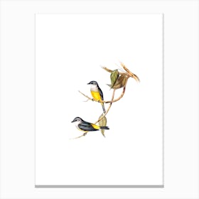 Vintage Grey Breasted Robin Bird Illustration on Pure White n.0185 Canvas Print
