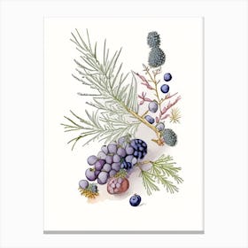 Juniper Berries Spices And Herbs Pencil Illustration 3 Canvas Print