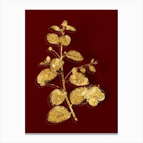 Vintage Caper Plant Botanical in Gold on Red n.0465 Canvas Print