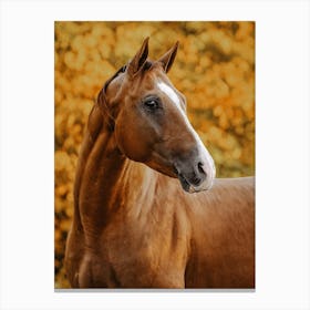 Sorrel Horse In Fall Canvas Print