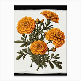 Marigolds Canvas Print