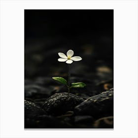 Single Flower On Rocks Canvas Print