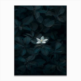 White Flower In The Dark 42 Canvas Print