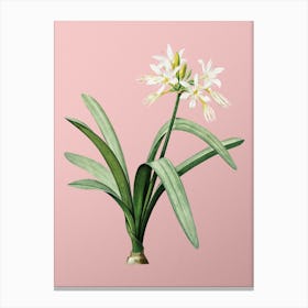 Vintage Pancratium Illyricum Botanical on Soft Pink n.0244 Canvas Print