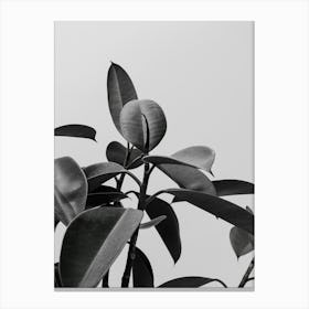 Black And White Plant photo Canvas Print