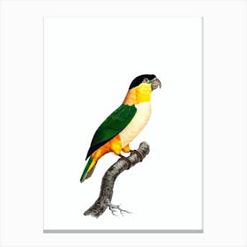 Vintage Black Headed Parrot Bird Illustration on Pure White Canvas Print