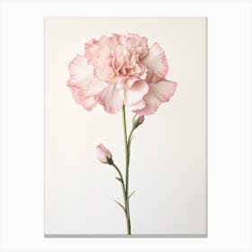 Pressed Flower Botanical Art Carnation 1 Canvas Print